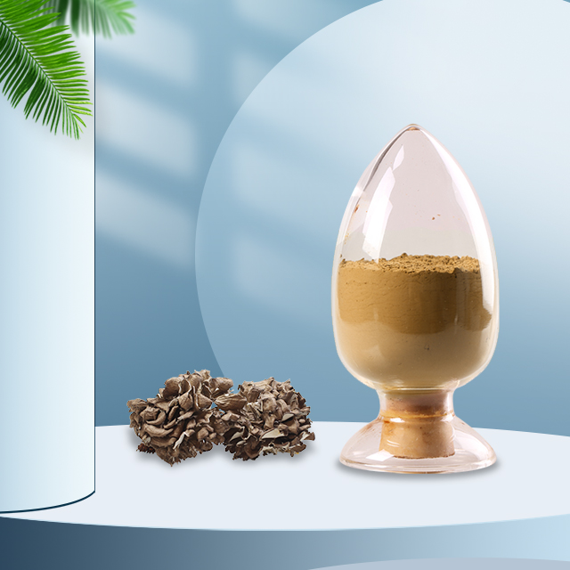Organic Maitake Extract (81) Grifola frondosa Extract Ekowarehouse