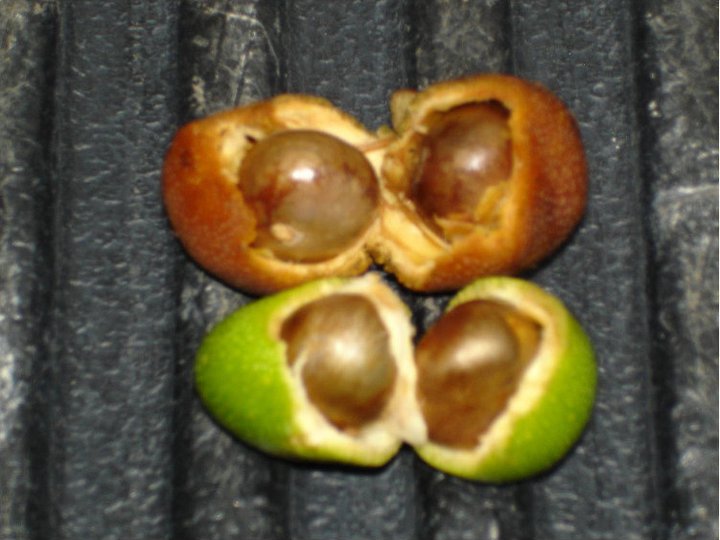 Organic Ramon Seed (Ramon Nut, Maya Nut, Bread Nut, Brossimum