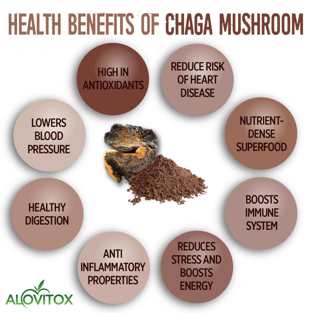 Chaga Mushroom Powder Ekowarehouse