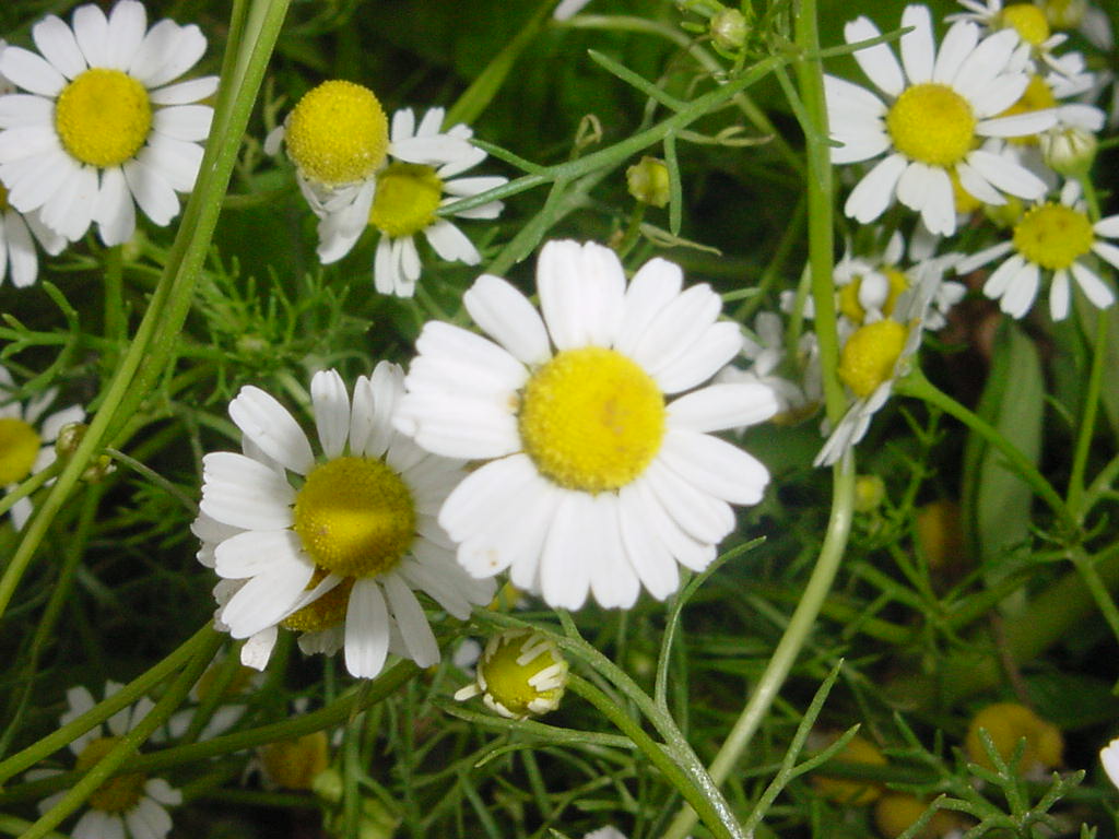 Blue Chamomile Organic Oil Ekowarehouse