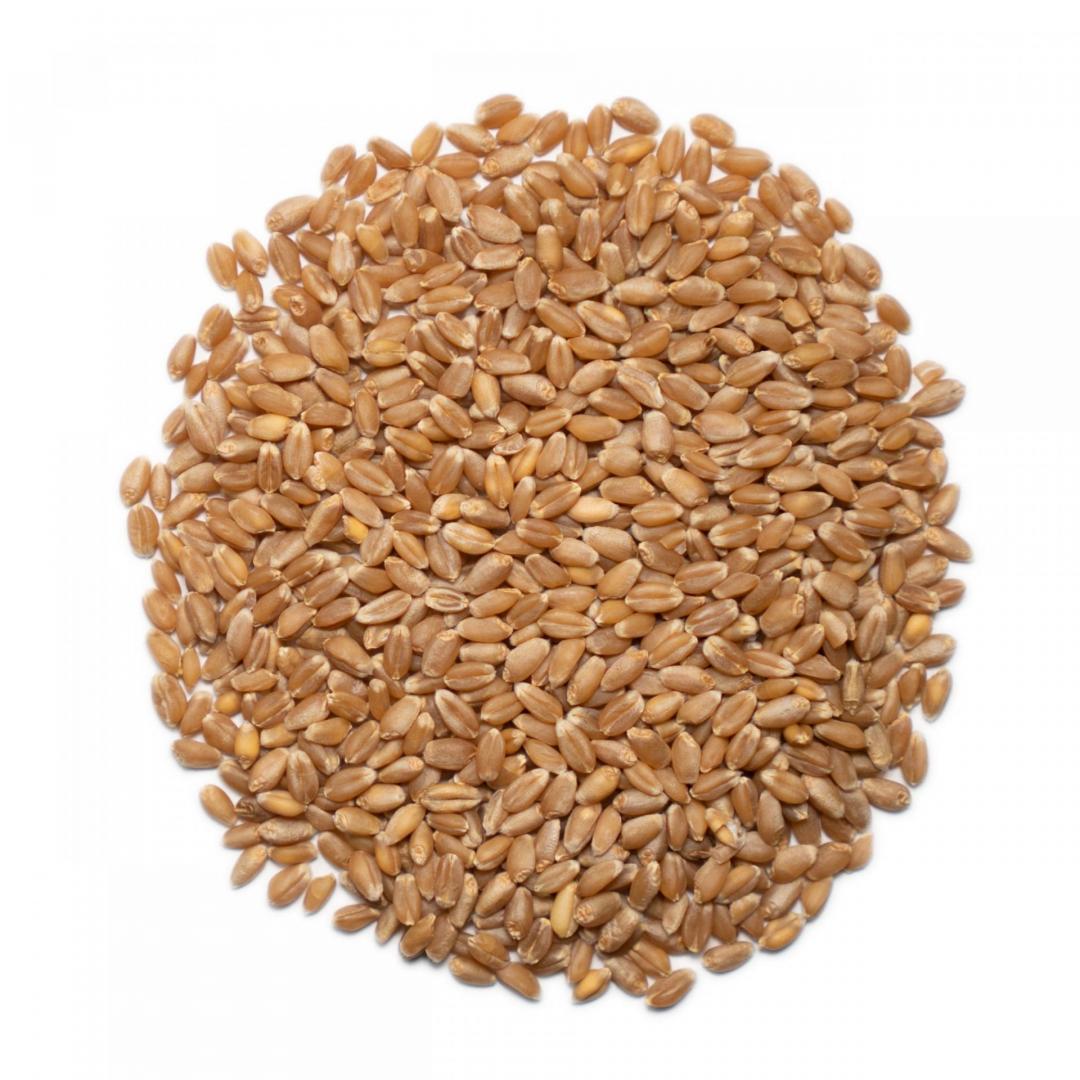 Organic Hard Red Winter Wheat Berries Ekowarehouse