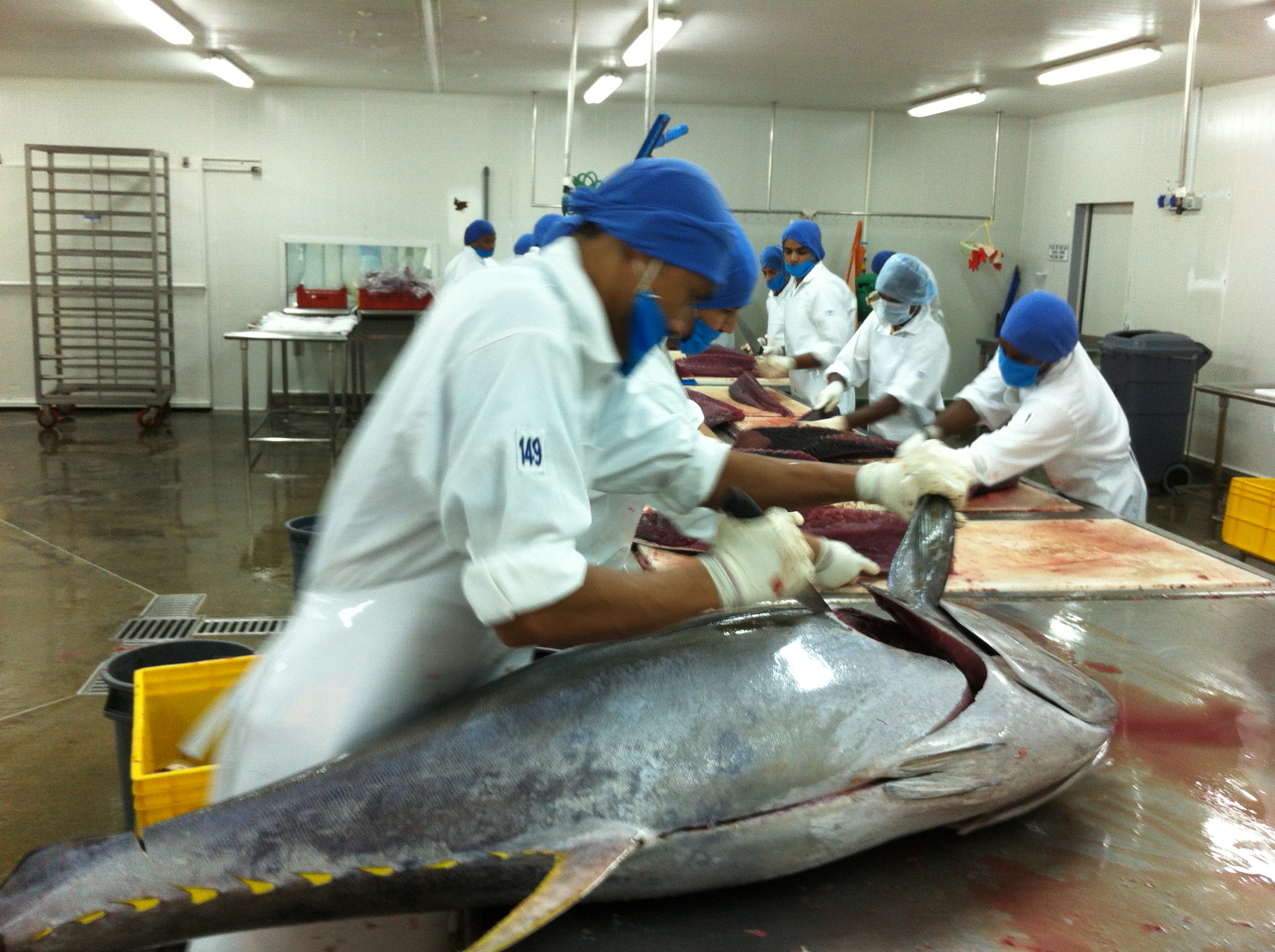 Yellow Fin Tuna Loin Ekowarehouse