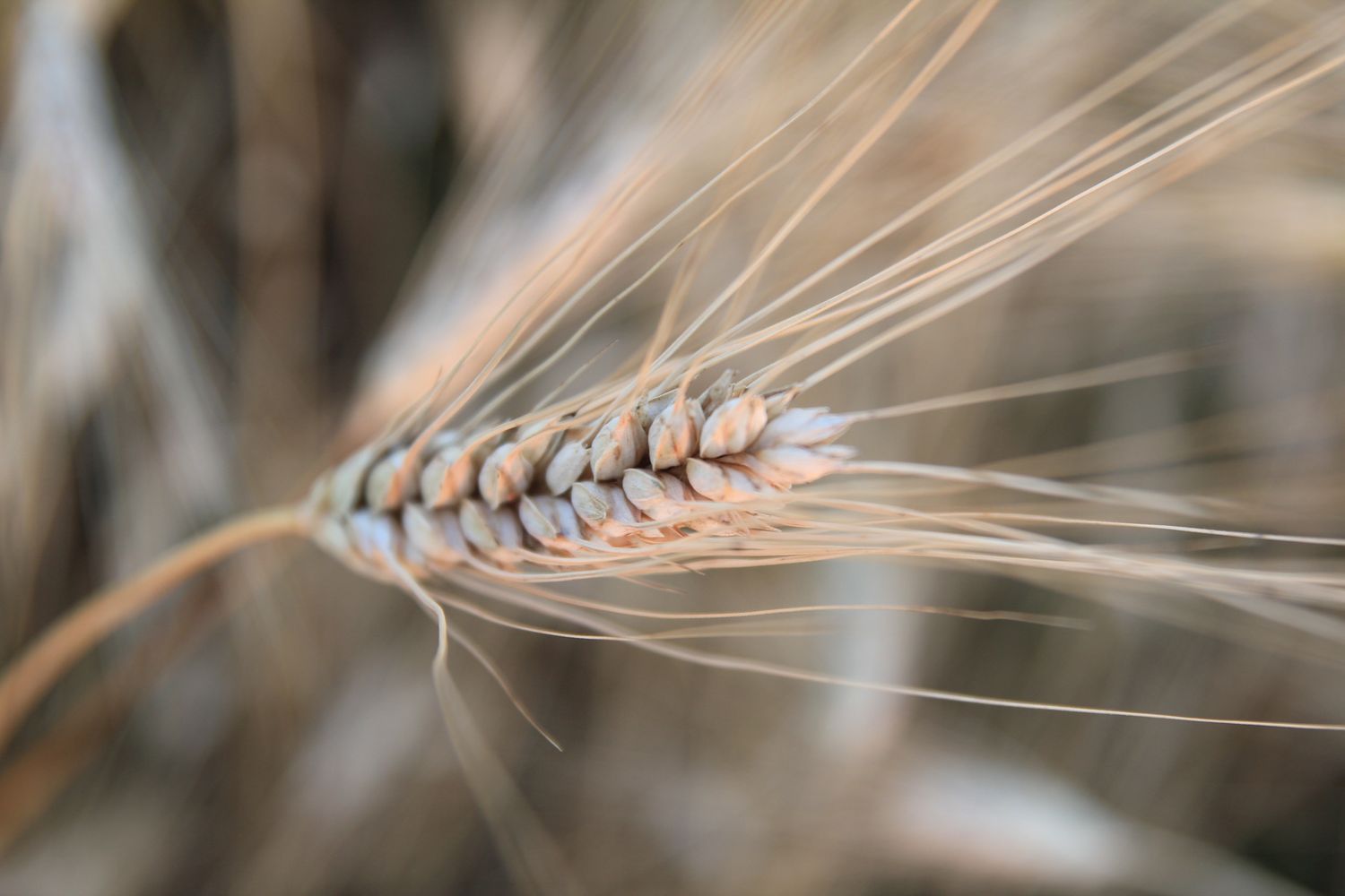 winter wheat, spring wheat | Ekowarehouse