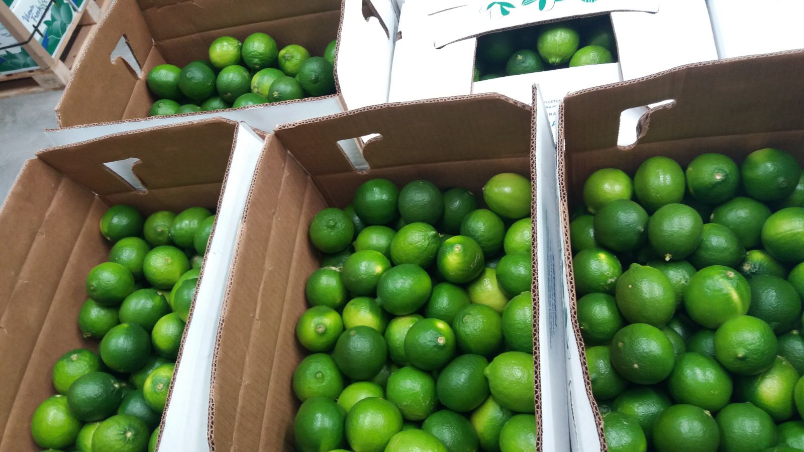 Persian limes 40 Lb box Ekowarehouse
