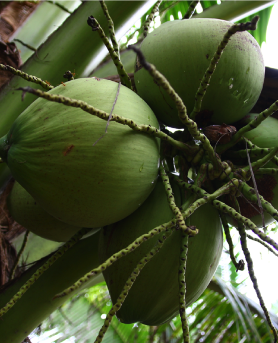 Copra Frozen Organic Coconut Water Ekowarehouse