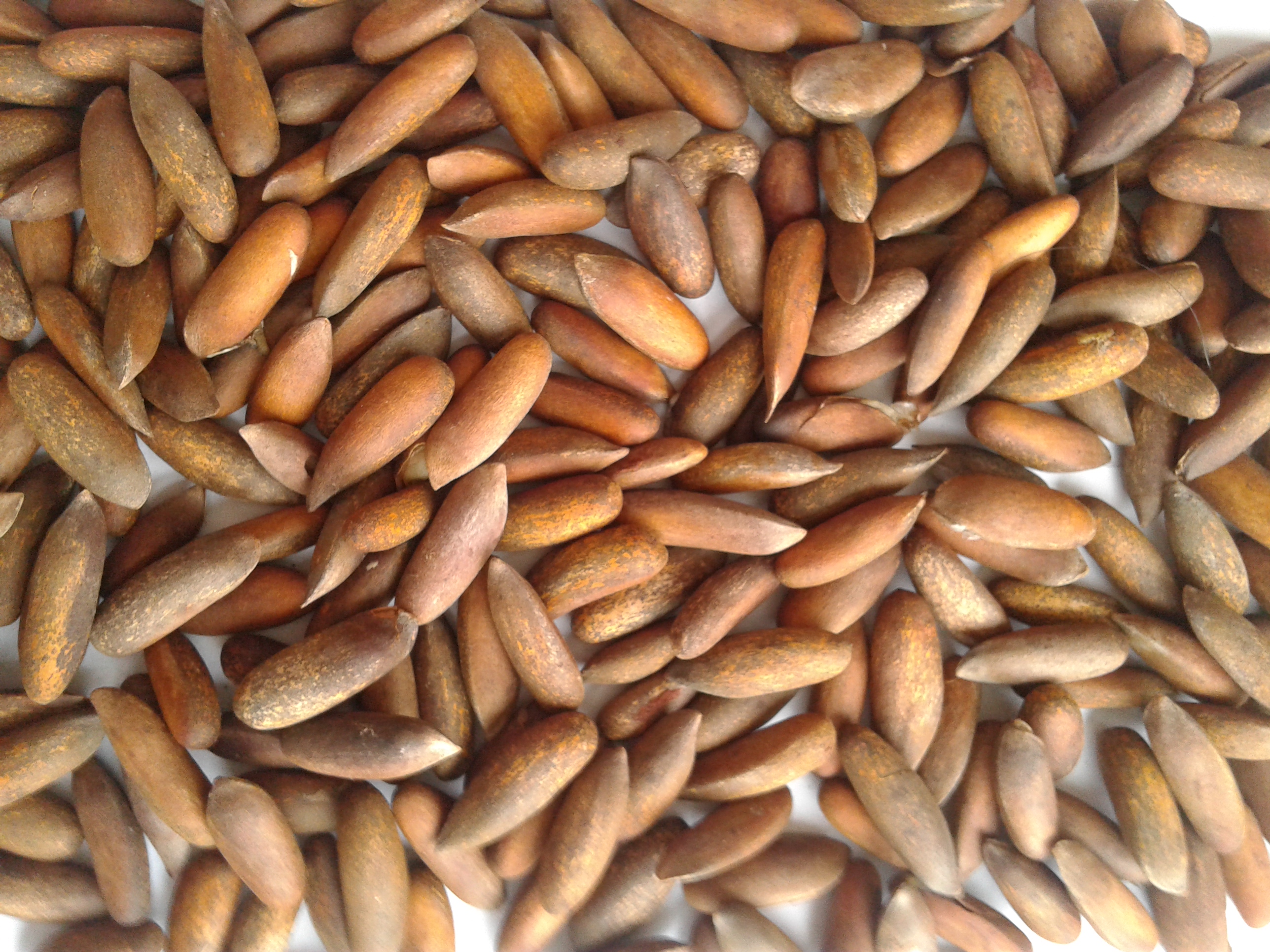 Pine Nut Kernel Ekowarehouse