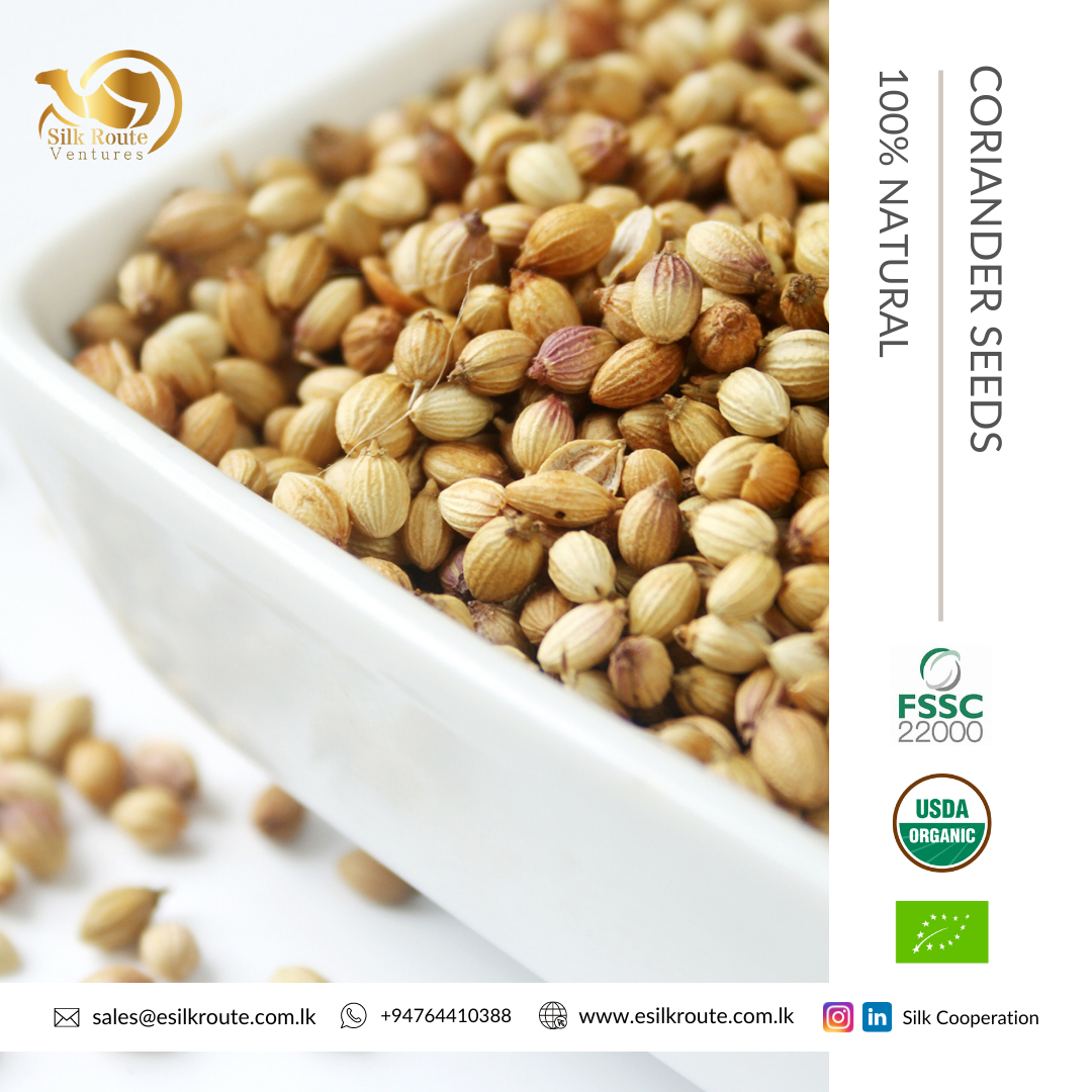 Premium Quality Coriander from Sri Lanka Ekowarehouse