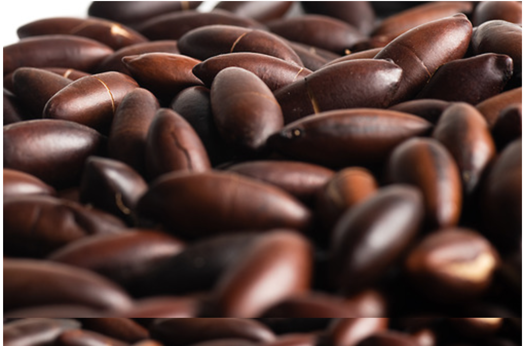 Baru Nuts from Brazil Ekowarehouse