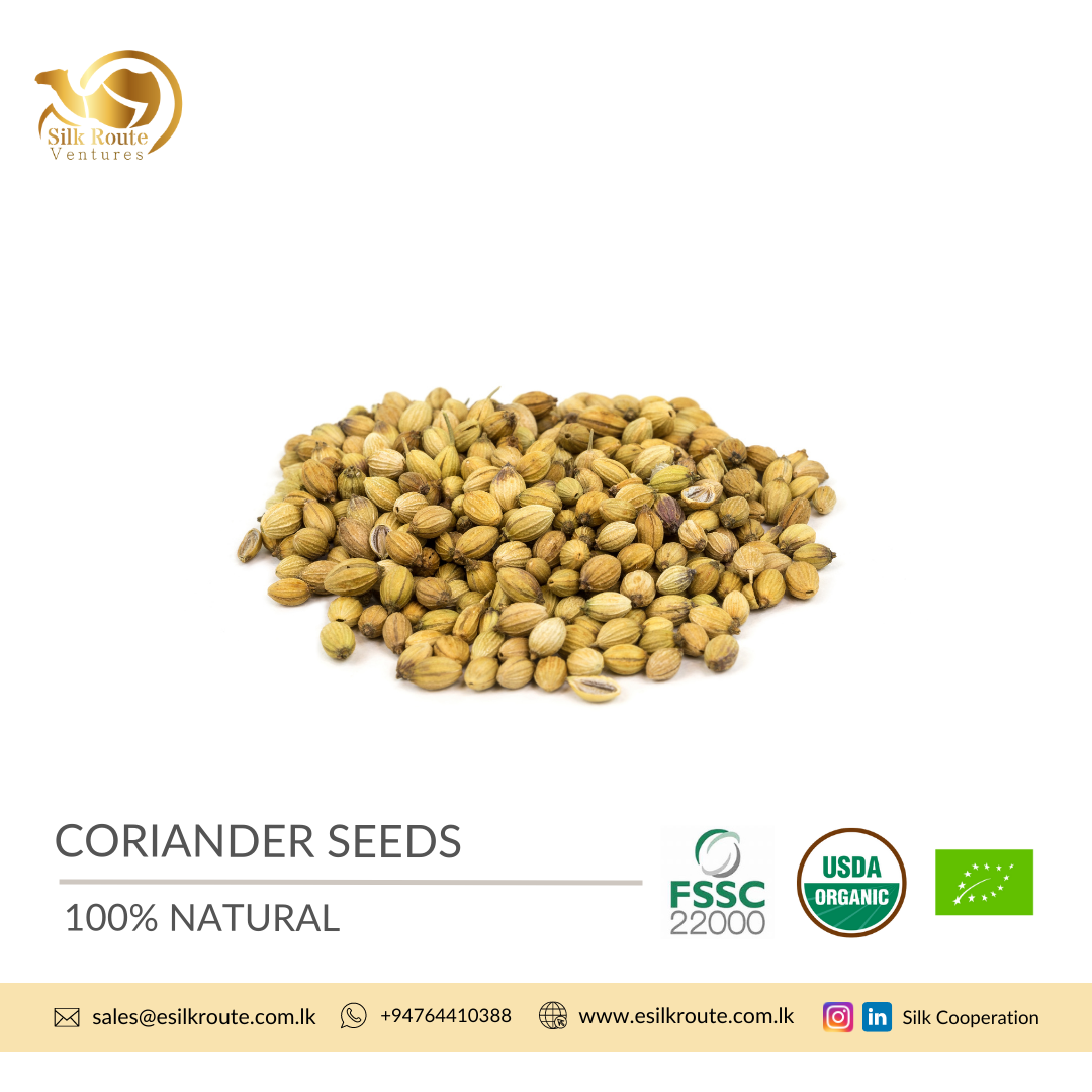 Premium Quality Coriander from Sri Lanka Ekowarehouse
