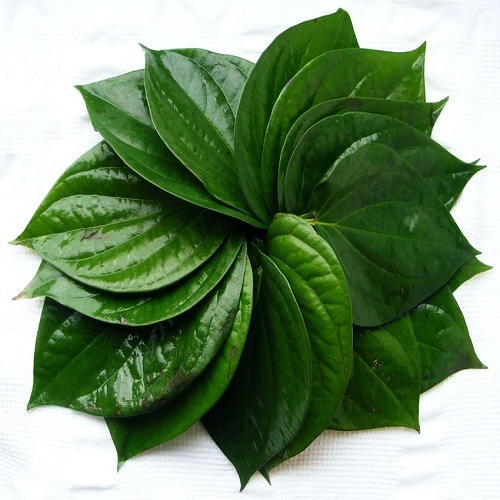 Organic betel Leaves for Oil Extraction in Bulk from Sri Lanka