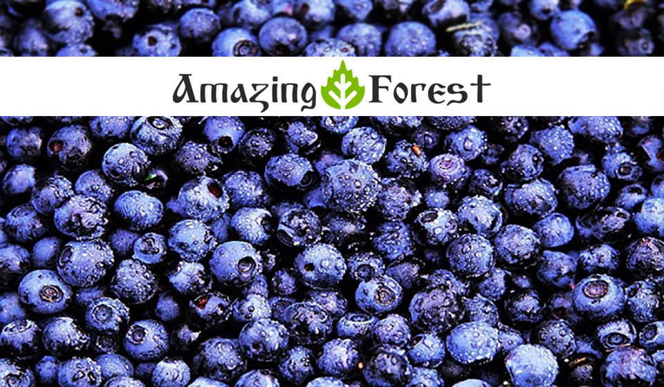 Organic Bilberries Ekowarehouse