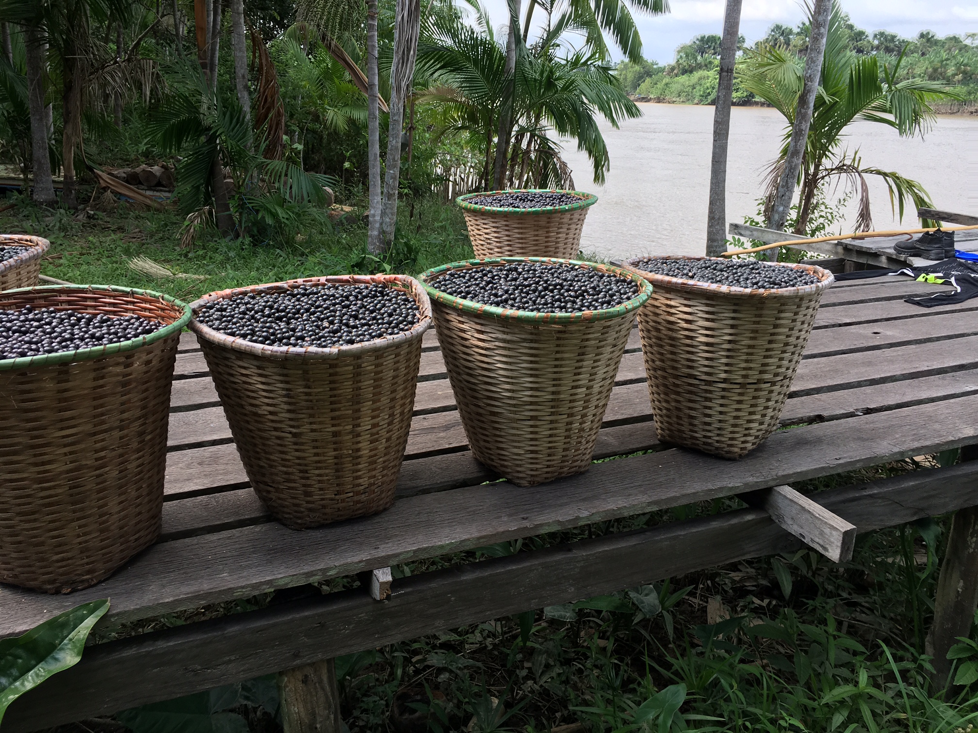 ORGANIC HEARTS OF PALM Ekowarehouse