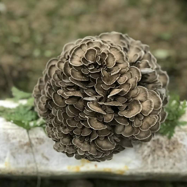 Organic Grifola frondosa (Maitake Mushroom) extract 25 polysaccharides