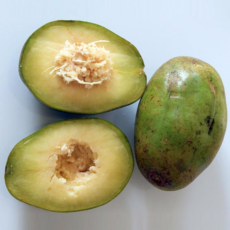 Organic June Plum Fruit Powder from Sri Lanka buy bulk Ekowarehouse