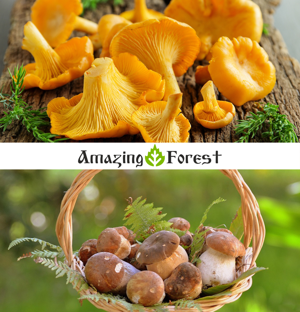 Organic mushrooms Ekowarehouse