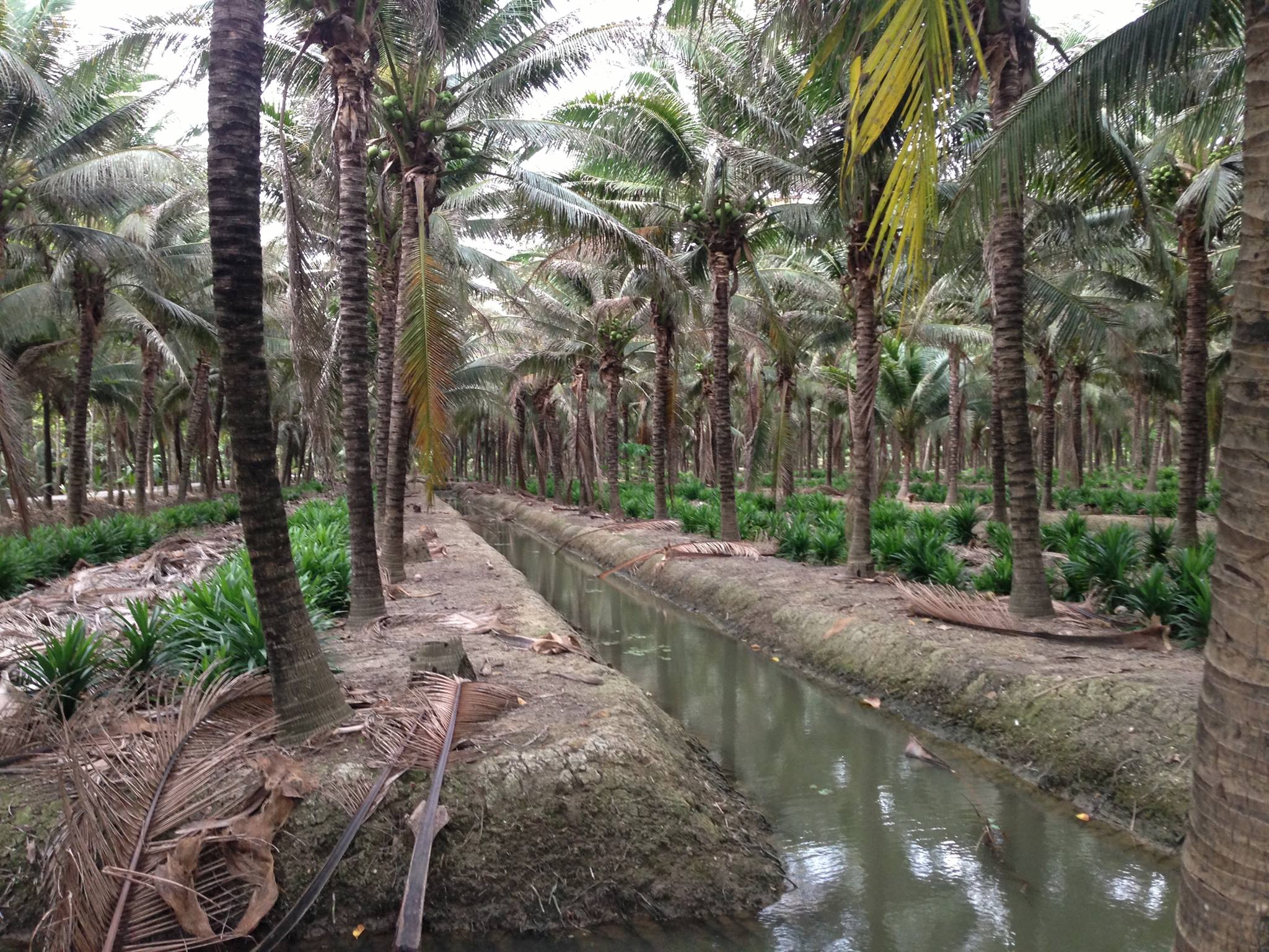 Copra Frozen Organic Coconut Water Ekowarehouse