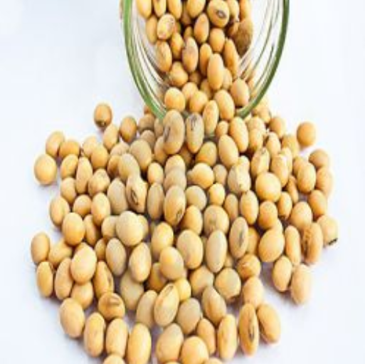 Organic Soyabean Seeds Ekowarehouse