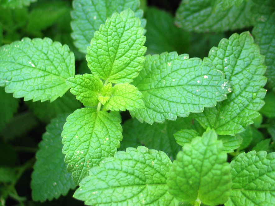 Peppermint Mentha Piperita | Ekowarehouse