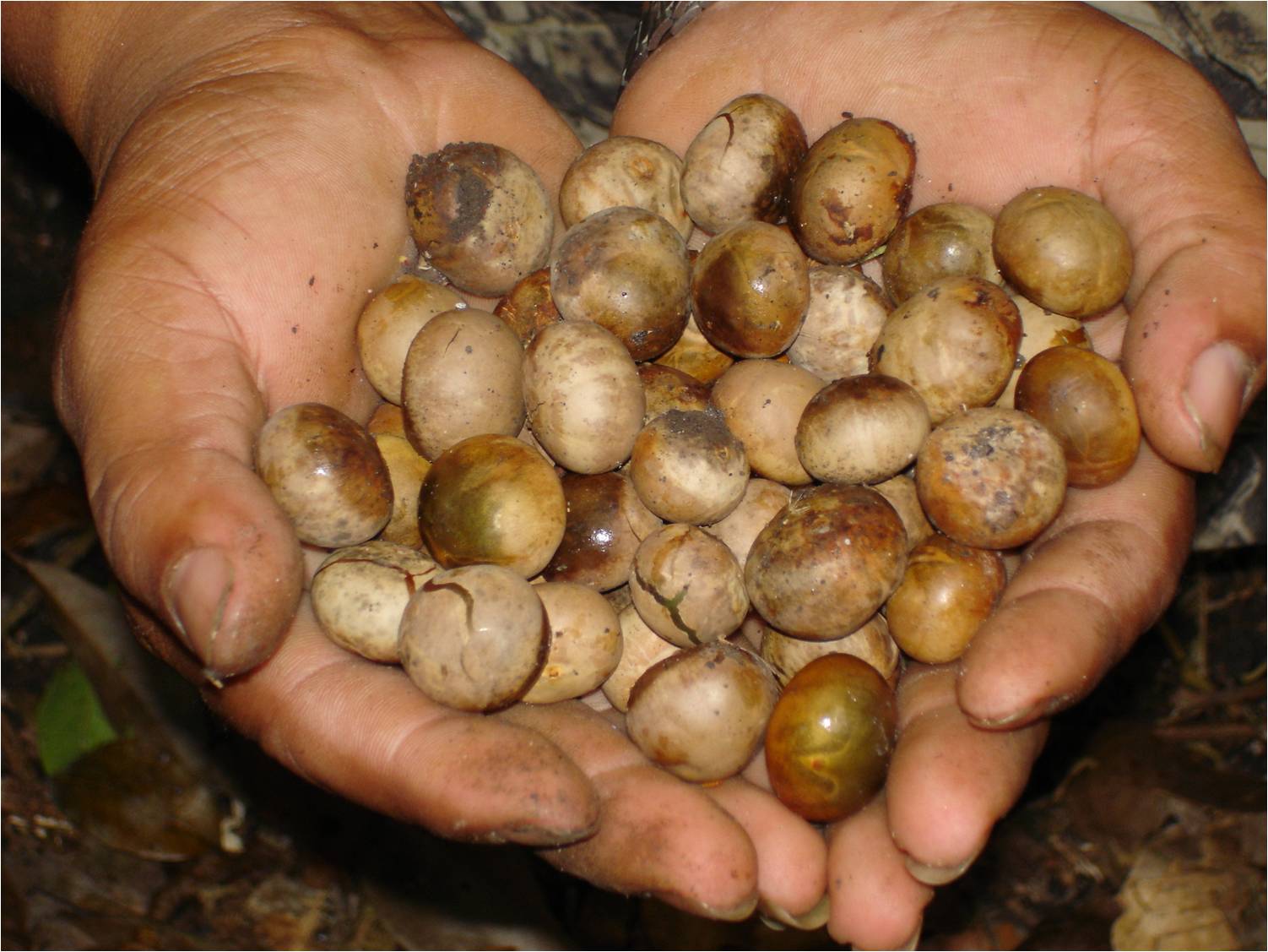 Organic Ramon Seed (Ramon Nut, Maya Nut, Bread Nut, Brossimum
