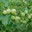 Amla Fruit Powder, Organic