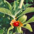 Ashwagandha Powder, Organic