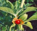 Ashwagandha Powder, Organic Ashwagandha Powder, Organic