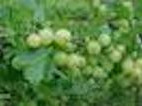 Amla Fruit Powder, Organic