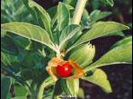 Ashwagandha Powder, Organic