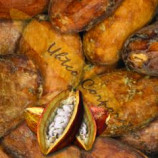 Cacao XP Raw Organic Criollo Cacao Beans