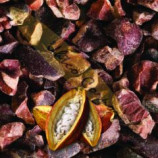 Cacao XP Raw Organic Criollo Cacao Nibs