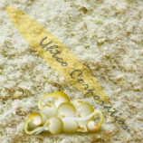 Andina Sprouted Quinoa Powder, Organic