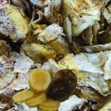 YaconPro Yacon Chips