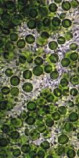 Chlorella (Cracked Cell) Powder, Organic Chlorella (Cracked Cell) Powder, Organic