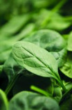 Spinach Powder, Organic Spinach Powder, Organic