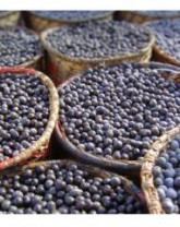 Acai Freeze Dried Powder Organic