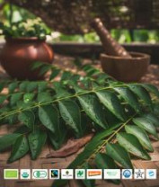 Organic Ceylon Curry Leaves  Whole