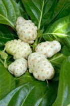 Noni P.E. 5:1, Organic