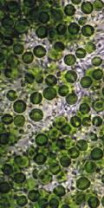 Chlorella (Cracked Cell) Powder, Organic