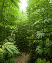 Hemp Seed Oil, Organic