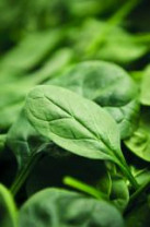 Spinach Powder, Organic