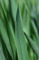 Organic Barleygrass powder and tablets