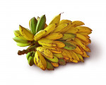 Banana Powder, Organic
