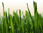 Oat Grass Powder, Organic
