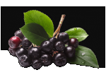 Aronia Powder Organic