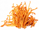 Cordyceps Mushroom Powder (organic)