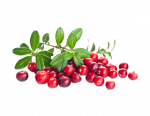 Cranberry Powder Organic