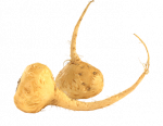 Maca root powder and MacaXtra ®, Organic