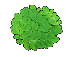 Moringa Leaf Powder, Organic