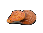 Reishi Powder, Organic