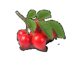 Rosehip Powder, Organic